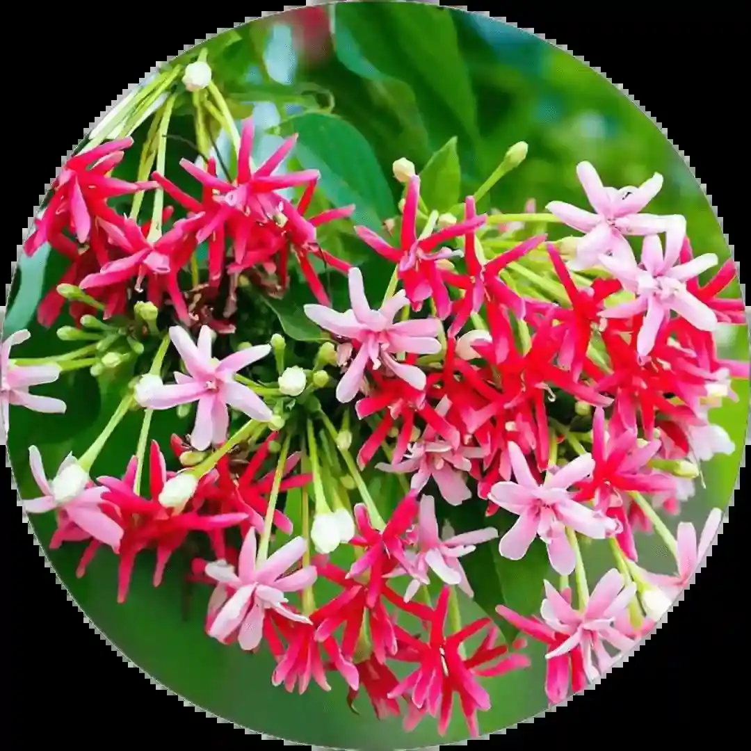 Flower Plants.png